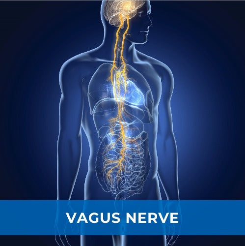 Vagus Nerve & Neck Release - Guided Connection (MP3 Audio)